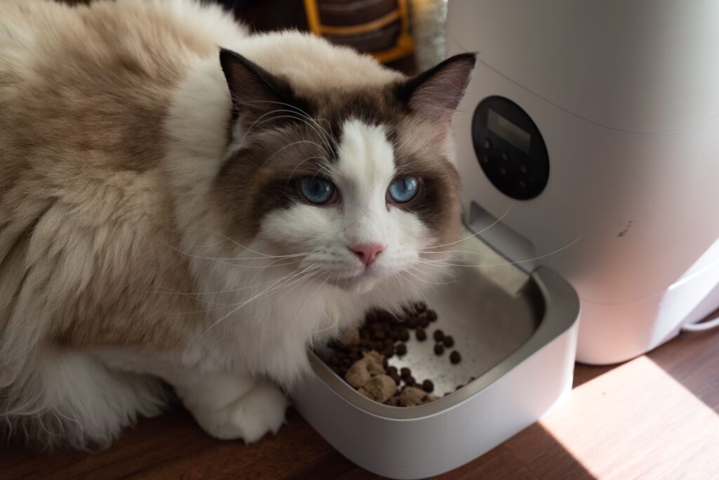 シニア猫・持病がある猫の留守番は短めに考える